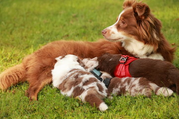 Dog is laying on the grass with three puppies