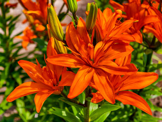 Fototapeta premium Vivid Orange Lilies in Full Bloom, Radiating Warmth and Elegance Amid Lush Green Leaves, Perfect for Floral Art, Garden Decor, and Nature Photography Inspirations, A Stunning Summer Floral Display