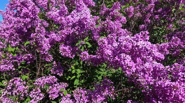 A lilac bush blooming with purple flowers in a garden, Odessa