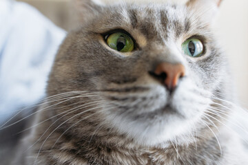 Close-up portrait of a gray tabby cat with green eyes and detailed fur texture, expressing curiosity and calmness.