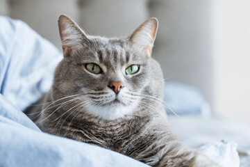 Portrait of a grey tabby cat with green eyes lying on a bed