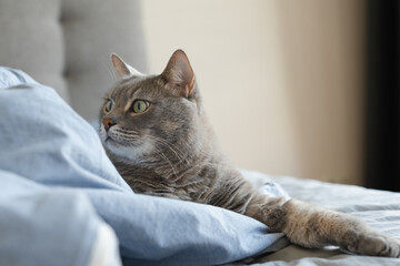 Portrait of a grey tabby cat with green eyes lying on a bed
