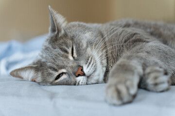 Close-up of a grey tabby cat with green eyes resting on a blue surface, looking calm in a cozy...