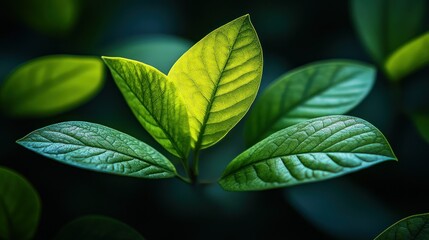 Close-up of vibrant, contrasting leaves