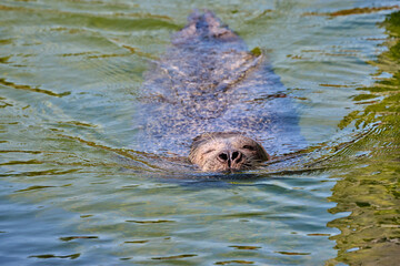 Obraz premium sea lion in the zoo
