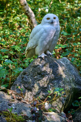 snow owl