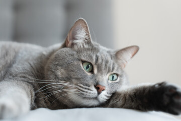 Close-up of a relaxed grey tabby cat lying on a soft surface with wide green eyes, creating a calm...