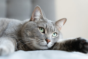 Close-up of a relaxed grey tabby cat lying on a soft surface with wide green eyes, creating a calm...