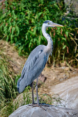 great blue heron