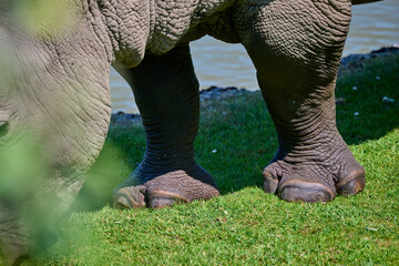 feet of rhino in the grass
