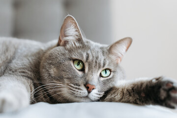 Close-up of a relaxed grey tabby cat lying on a soft surface with wide green eyes, creating a calm...