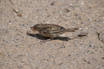 small sparrow on the ground
