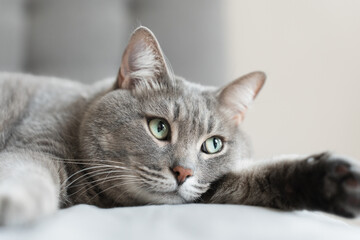 Close-up of a relaxed grey tabby cat lying on a soft surface with wide green eyes, creating a calm...
