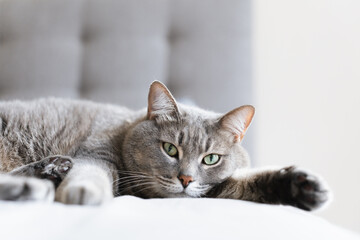 Close-up of a relaxed grey tabby cat lying on a soft surface with wide green eyes, creating a calm...