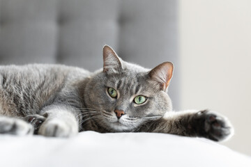 Close-up of a relaxed grey tabby cat lying on a soft surface with wide green eyes, creating a calm...