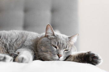Close-up of a gray tabby cat peacefully sleeping on a bed