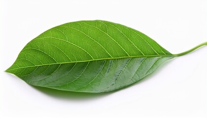 vibrant green leaf isolated on white background