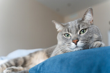 Portrait of a grey tabby cat with green eyes lying on a bed, looking relaxed and confident in soft...