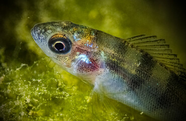 Young perch underwater closeup. Macro of freshwater fish among green algae in natural habitat....