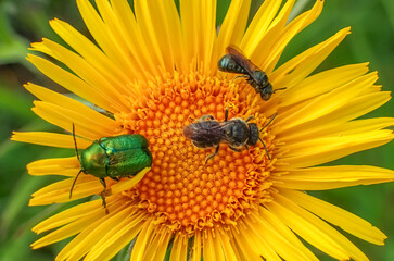 Young perch underwater closeup. Macro of freshwater fish among green algae in natural habitat. Biodiversity and aquatic life concept