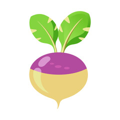 Illustration of a fresh turnip vegetable with green leaves healthy food and root crop concept