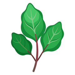 Isolated vector illustration of fresh green chard leaves for healthy eating and cooking use