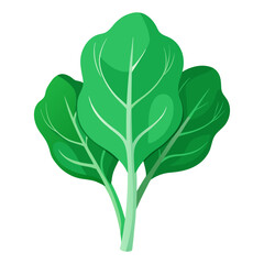 Fresh green spinach leaves vector illustration for healthy eating and vegan lifestyle concept