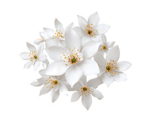 Stylish Paperwhite Flowers in Elegant Home Decor
