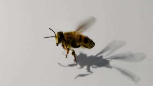 abelha voando 