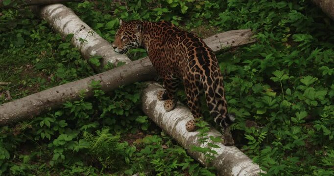 A powerful jaguar goes along the trunk of a fallen tree, demonstrating an exceptional balance in the ecosystem of lush forests. Wild Jaguar demonstrates natural dexterity and wild movements.