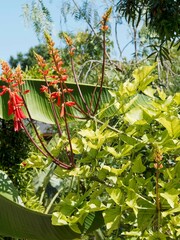 Erythrina humeana | Dwarf coral tree - Dwarf erythrina - Natal coral tree - Dwarf kaffirboom....