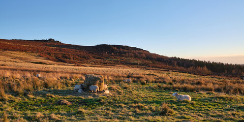 Panorama of sheep feeding from a hay bale below Over Owler Tor, Hathersage, Peak District, UK