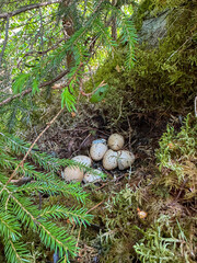 Empty and hatched birds nest in the forest
