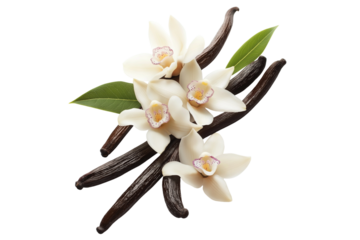 Vanilla flowers and vanilla pods isolated on white or transparent background