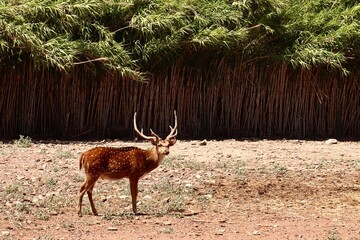 A single spotted deer with large antlers stands alert on dry, rocky ground in front of a dense wall...