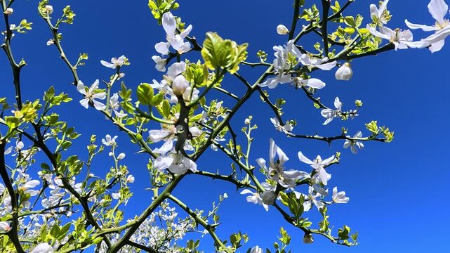 A blooming white poncirus bush against a blue sky in a garden