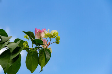 Close-up of pink bougainvillea flowers on a green branch against a bright blue sky. Fresh and...