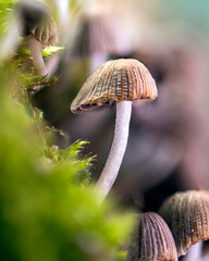 Close-Up of a Delicate Forest Mushroom with Ribbed Cap and Slender Stem Growing among Moss in a...