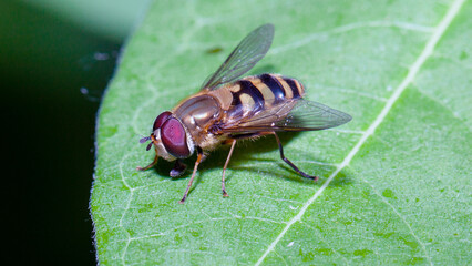 fly on leaf