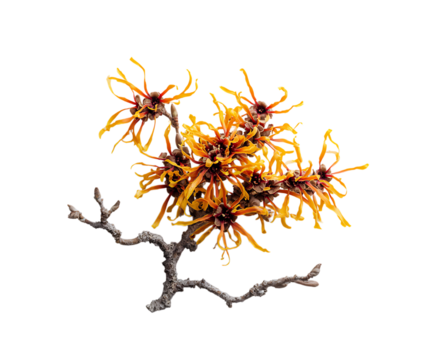 Witch Hazel Display in Charming Rustic Theme