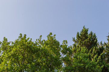 Tree branch with leaves against blue sky. Summer background with copy space