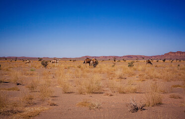 Camels grazing in desert landscape, Morocco