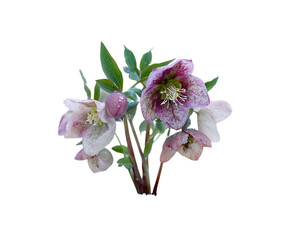 Naklejka premium Winter Hellebore Blooms in Snowy Scenic Setting