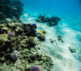 A solitary fish on a sandy bottom, surrounded by coral reefs – tranquility beneath the surface.