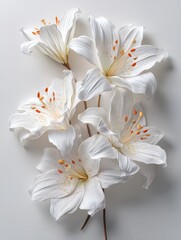 Handmade white flowers on white background, perfect for copy space