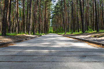 Ground perspective of straight paved trail through dense pine woodland nature park