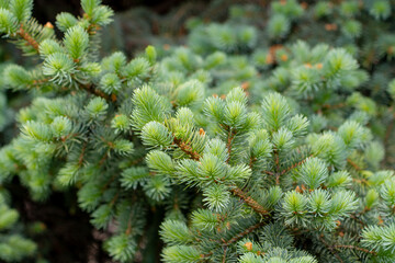 Blue spruce branches in the garden, texture of needles of a Christmas tree