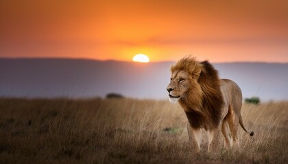 lion on the masai mara in southwestern kenya