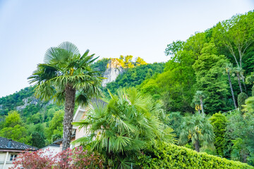 Close up of a blooming date palm tree in an agricultural plantation, Switzerland