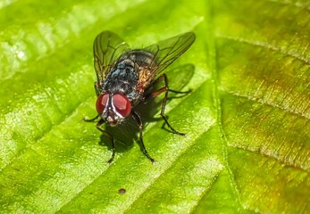 Macro close-up of a common fly with red eyes resting on a green leaf, showcasing fine details of...